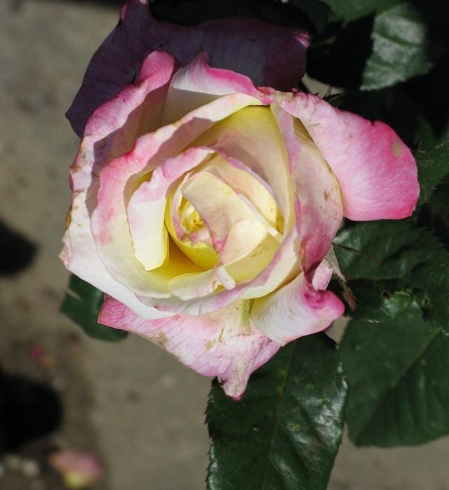  photo 4BellaromaIMG_0813_zps51877086.jpg